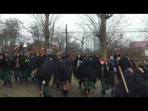 Traditii si obiceiuri Belcesti, capra de la Satu-Nou 2018-2019