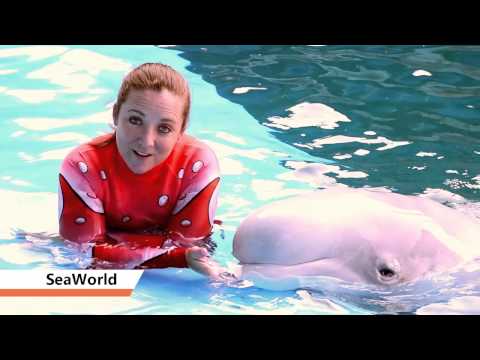 SA Goes Orange - SeaWorld San Antonio
