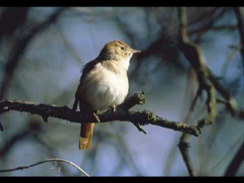 Merope - Quell'usignolo - vivica genaux - Part 1