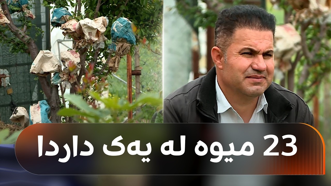 ڤیدیۆ | لە هەریر جووتیارێک لە یەک داردا 23 جۆر میوەی بەرهەمهێناوە