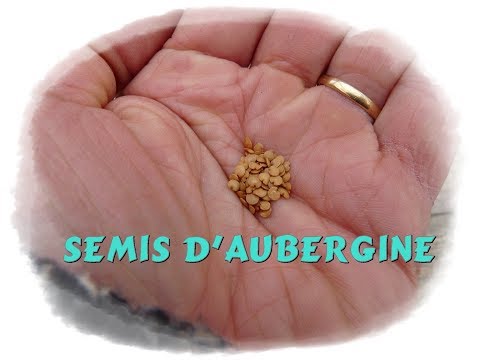 , title : 'Semis d'aubergine - Monjardindansleslandes'