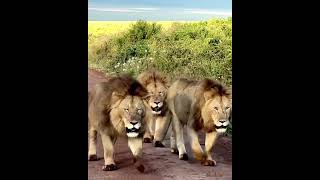 🎼Five Finger Death Punch -M.I.N.E.(End This Way)