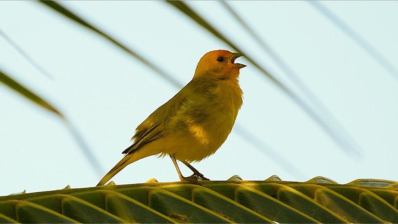 Saffron Finch cracking a lot during the dawn in nature !!