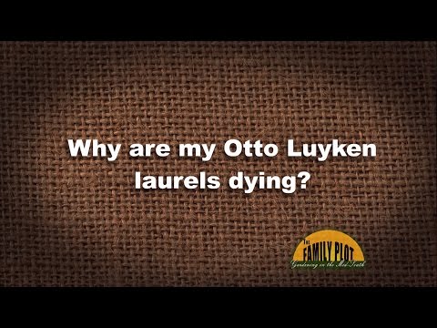 Q&A - Why are my Otto Luyken laurels dying?