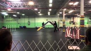 Nova, American Eskimo, Novice A Agility Trial