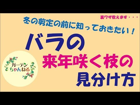 初期の花芽は剪定したほうがよいでしょうか？はい、いいえ!  庭園