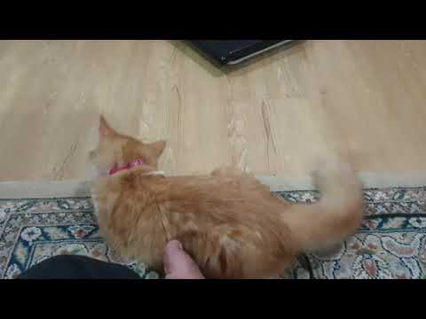 AwangLeo vs ulau usb...  (11.07.2020)