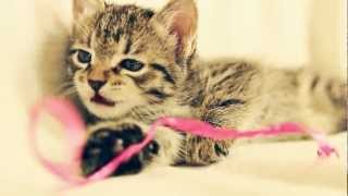 Kap Bambino - Devotion (kittens by motion lab)