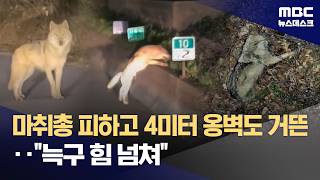 야생성 없는 늑구?‥마취총 피하고 4미터 옹벽도 거뜬 (2026.04.14/뉴스데스크/MBC)