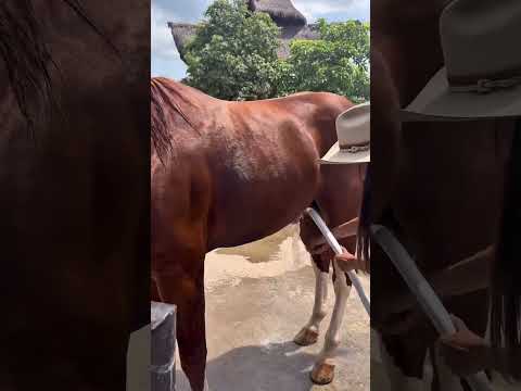 Horse Bathing Routine on Farm | Cleaning a Beautiful Horse #agriculture