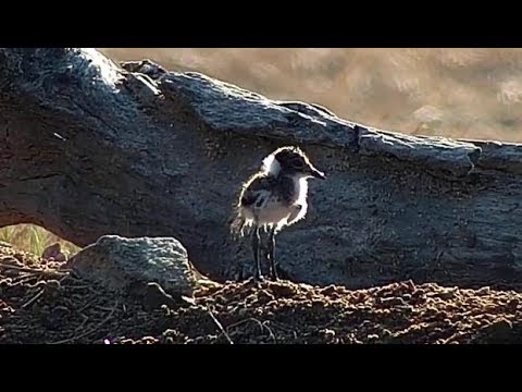 Djuma: Blacksmith Lapwing and chick(15 days old) at the pan - 07:56 - 07/10/19