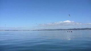 preview picture of video 'Killer whales surround my kayak, Whangarei Heads [HD]'