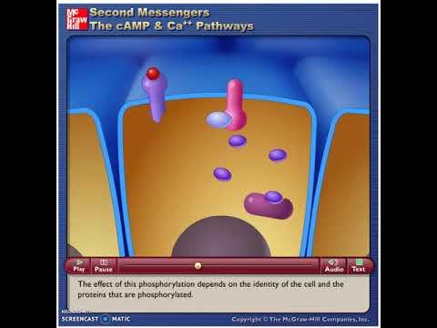 McG-H - Second Messengers - The cAMP and Ca++ Pathways