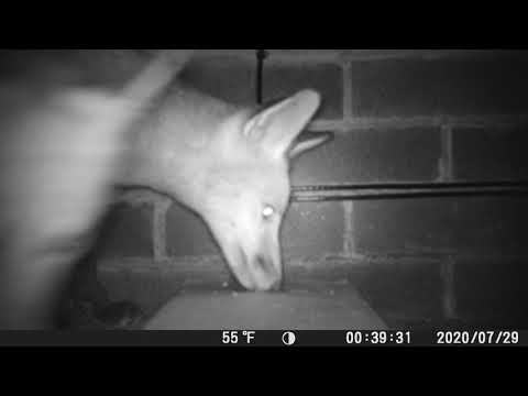 The Animals in My Garden (Part 1) July - August, 2020. Cookridge, Leeds, West Yorkshire, England