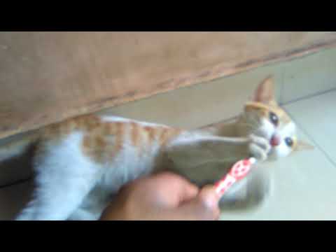 😽સવારે😽 બૃસ 🙀કરતિ 😻સમાજદાર😻 બિલાડી😺