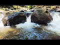 Waterfall Gentle Stream Sound in forest 24/7. Waterfall Sounds, Flowing Water, White Noise for Sleep
