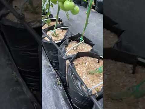 , title : '#Tomate 🍅 #Hidroponia producción de tomate hidroponico'