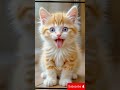 Meow Meow Billi Mausi Hindi Rhymes For Children Catvideos MeowMeowSong BilliKartiMeowMeow