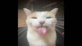 Cover art for Shoot-Len333