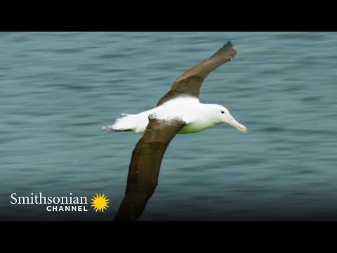 A Royal Albatross Can Fly for 13 Straight Months ???? Into the Wild New Zealand | Smithsonian Channel