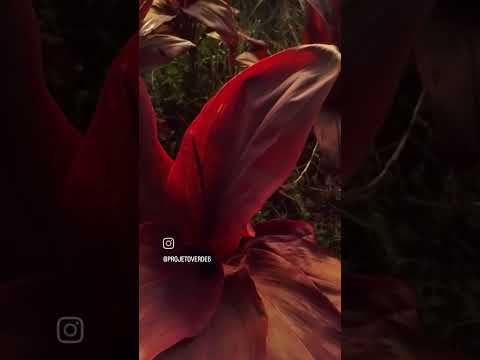 dracena vermelha, Parelheiros São Paulo