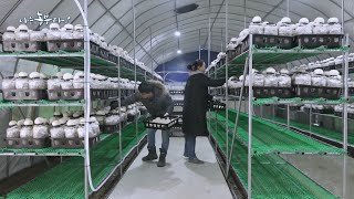 [나는 농부다] 철성씨네 노루 꽃이 피었습니다 1부 (품목: 노루궁뎅이버섯)