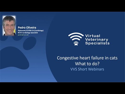 VVS Short Triage Webinar: Congestive heart failure in cats