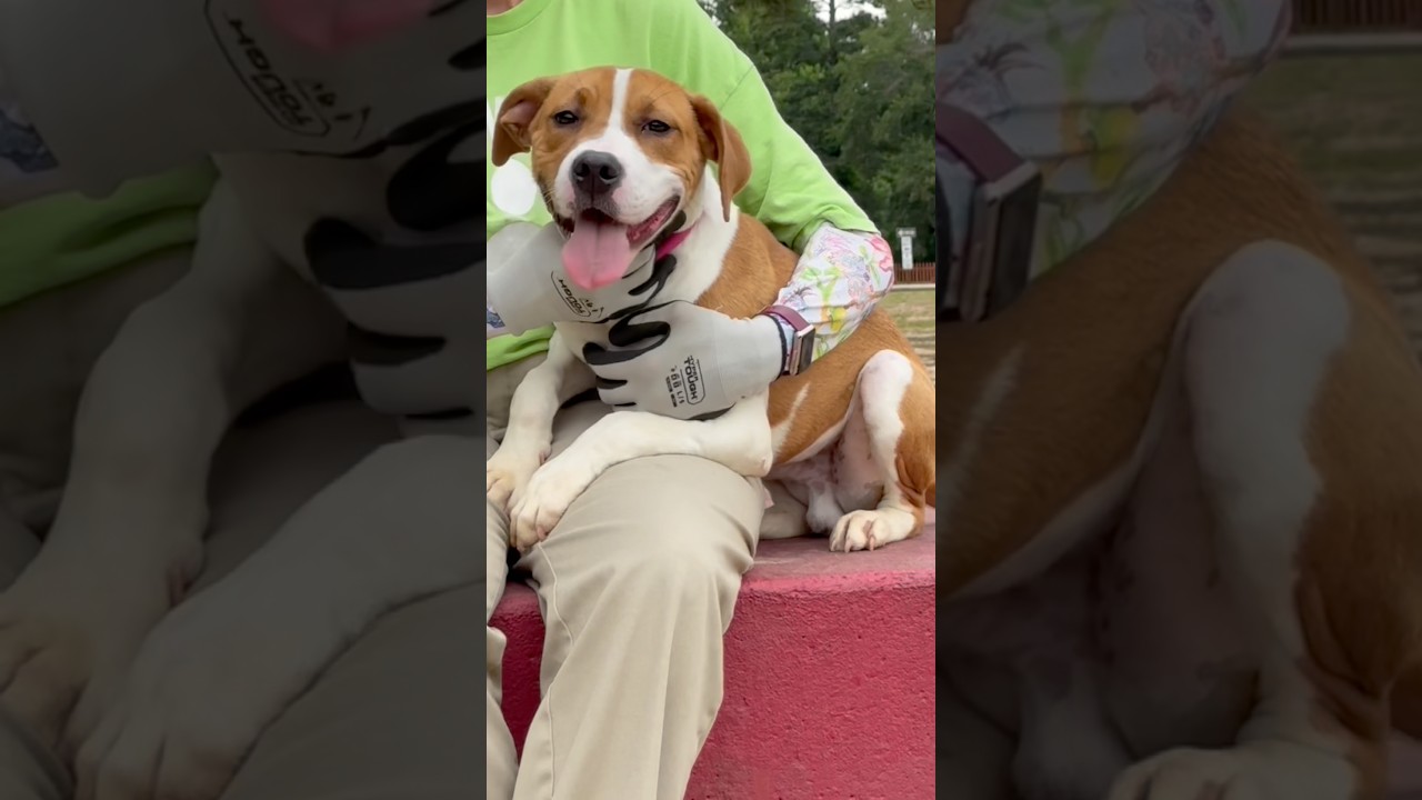 Sammy, a Adoptable mixed breed in Little Rock, AR video 6/6