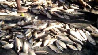 preview picture of video 'fishing in cauca river (subienda de pescao en nechi antioquia colombia)'