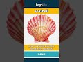 seashell (noun) - definition and usage in English