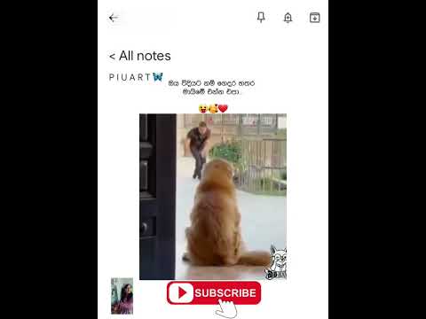 😛❤🥰 #trendingshorts #viralshort #funny #dogshorts