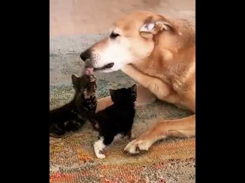 The kitten lost its mother and this is the reluctant mother. What a great mother ❤