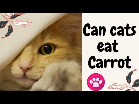 Benefits and risks of feeding carrots to your Cat. - YouTube