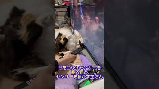 リモコンのセンサーを塞ぐ猫さまとセンサーを転がす主さん　#cat #リモコン #リモコンセンサー