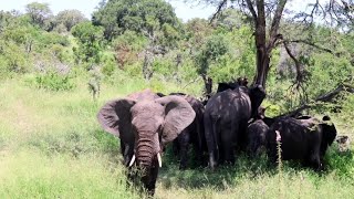 African Elephants Cooling Off under the shade on a Hot Afternoon!🐘💯