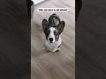 when they say "wow, your dog is so well behaved"... #dog #dogtv #dogvideo #tvfordogs #funnydogs