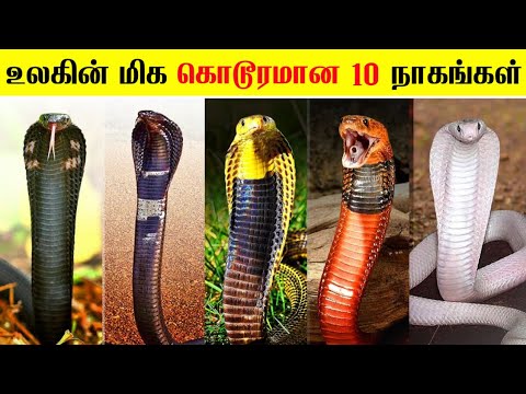 உலகின் மிக கொடூர விஷம் கொண்ட நாகபாம்புகள் | Top 10 Most Dangerous Cobra Snakes @MrX_76 