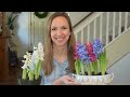 How to Force Hyacinths in Water and Soil // Forcing Hyacinth Bulbs Indoors // Northlawn Flower Farm