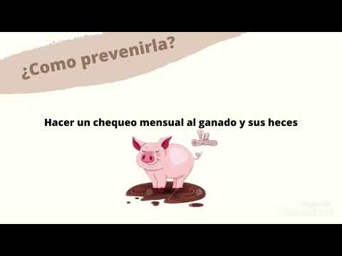 , title : 'Tips Disentería Porcina'