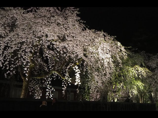 2024 [Kakunodate Cherry Blossoms] Blooming Status April 19th