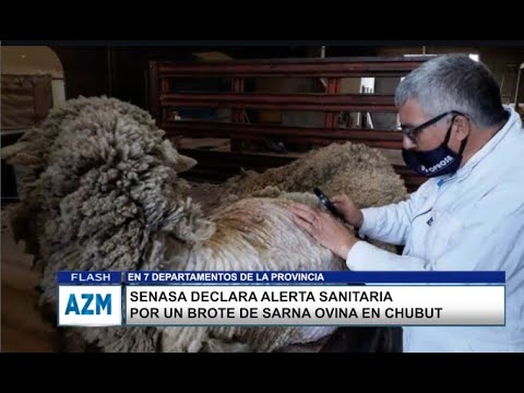 SENASA DECLARA ALERTA SANITARIA POR UN BROTE DE SARNA OVINA EN CHUBUT