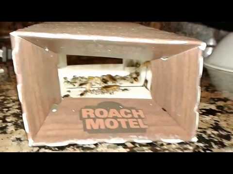 Enter the ROACH MOTEL STORY....(PART 1) turn on Closed Captions