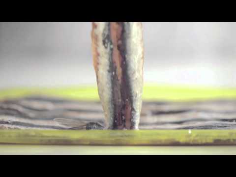 download lagu mp3 mp4 Anchovies L Escala, download lagu Anchovies L Escala gratis, unduh video klip Anchovies L Escala