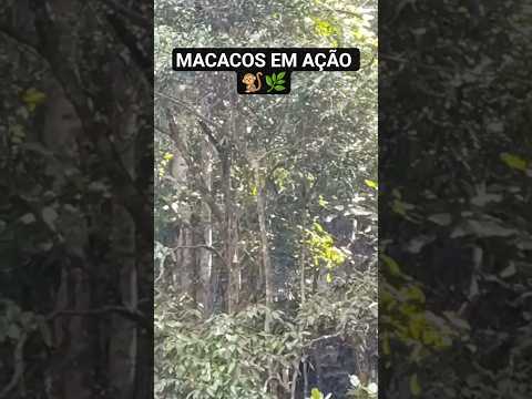 Encontro com macacos na natureza 🍃🐒  Essência da Natureza Brasil