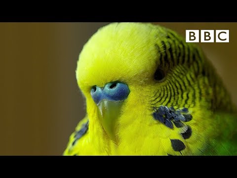image-How much does a green budgie cost?