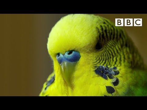 Meet Disco the incredible talking budgie | Pets - Wild at Heart - BBC