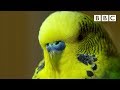 Meet Disco the incredible talking budgie | Pets - Wild at Heart - BBC