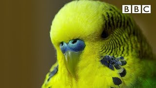 Meet Disco the incredible talking budgie - Pets - Wild at Heart: Episode 1 Preview - BBC One