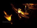 Dragonfly Solar powered decorative lights