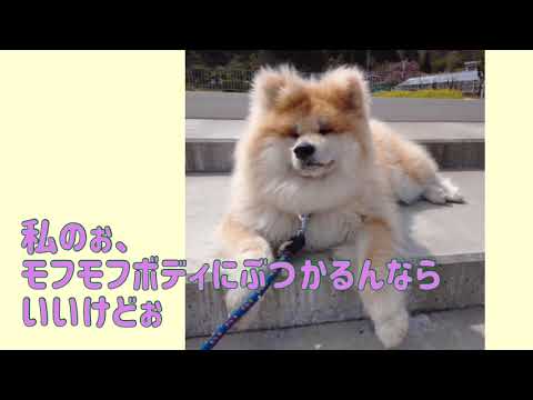 ワンワンU・x・Uお悩み相談室4️⃣4️⃣〜越前市「あきちゃん」#後部座席もシートベルト💺